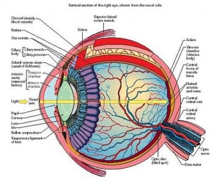 Human-Eye-Diagram